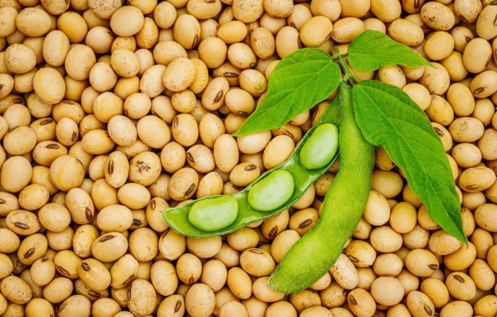 5 Meat-Free Foods Loaded with Protein for a Healthy Diet
