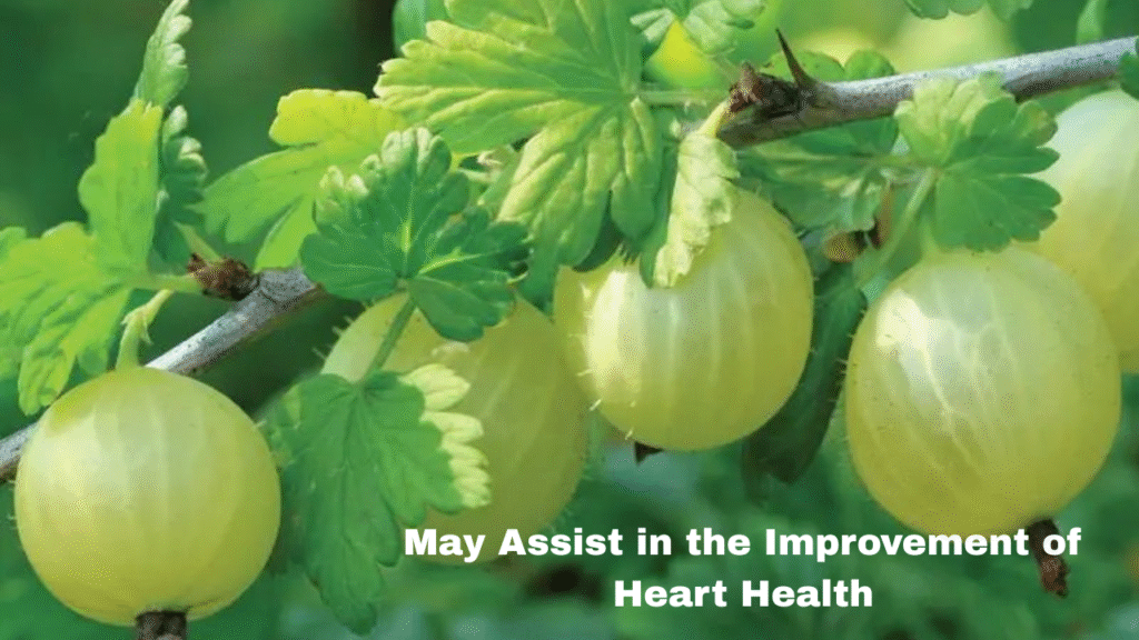 Powerful Health Benefits of Amla for Immunity & Hair Care