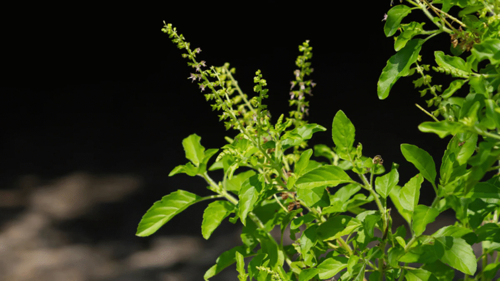 Natural Home Remedies for Acidity: Fast Relief Tips