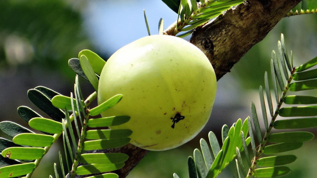 Effective Home Remedies to Relieve Acidity and Gas Naturally