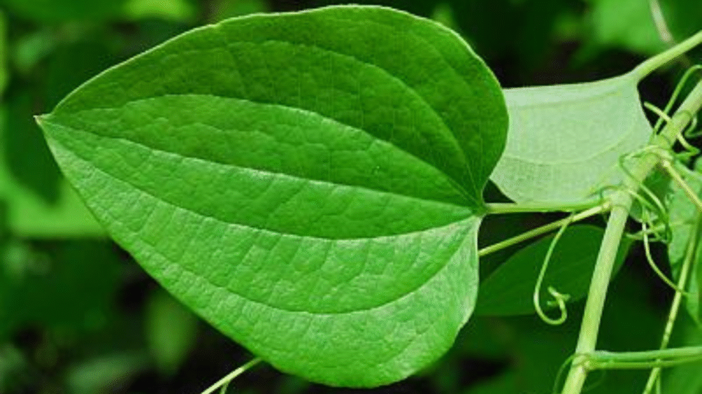 Boost Your Immunity Naturally with These 10 Indian Superfoods
