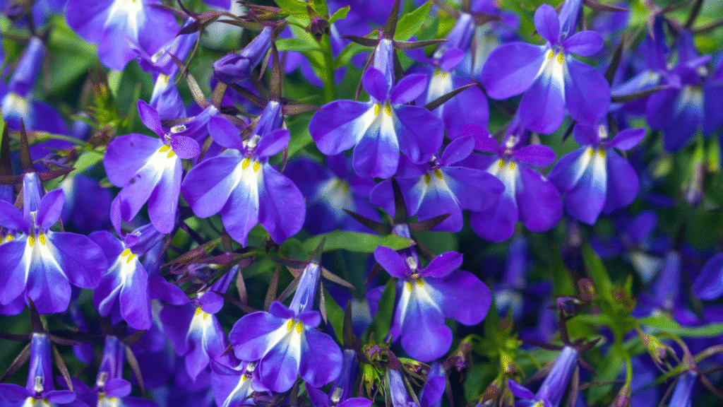 2. Lobelia (Lobelia inflata)