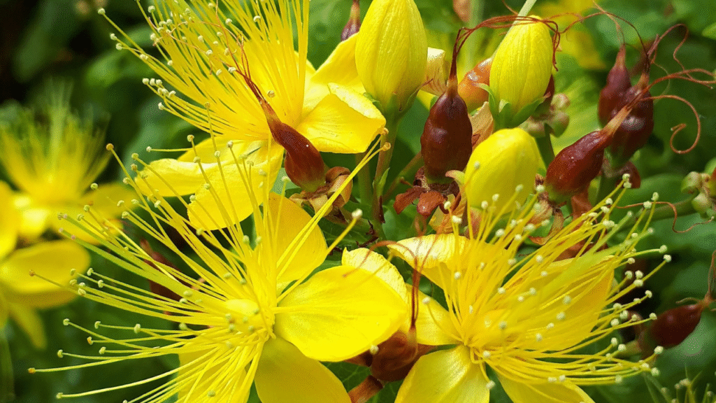 1. St. John's Wort: Hypericum perforatum