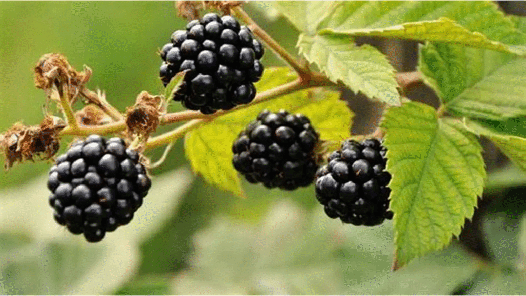 10 Black-Coloured Foods Packed with Amazing Health Benefits
