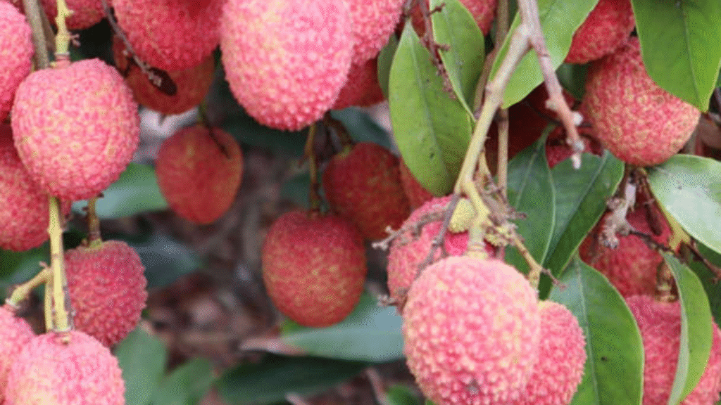 10 Powerful Nutrients Found in a Bowl of Lychee Fruit