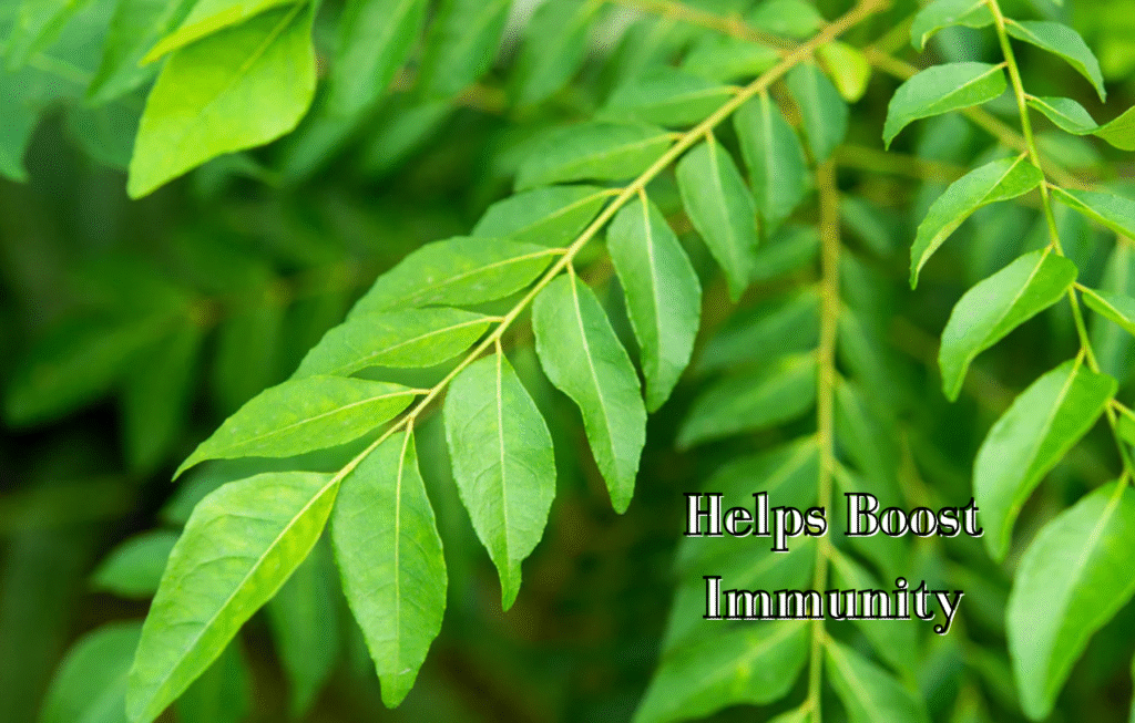 9 Reasons to Include Curry Leaves in Your Diet and Lifestyle