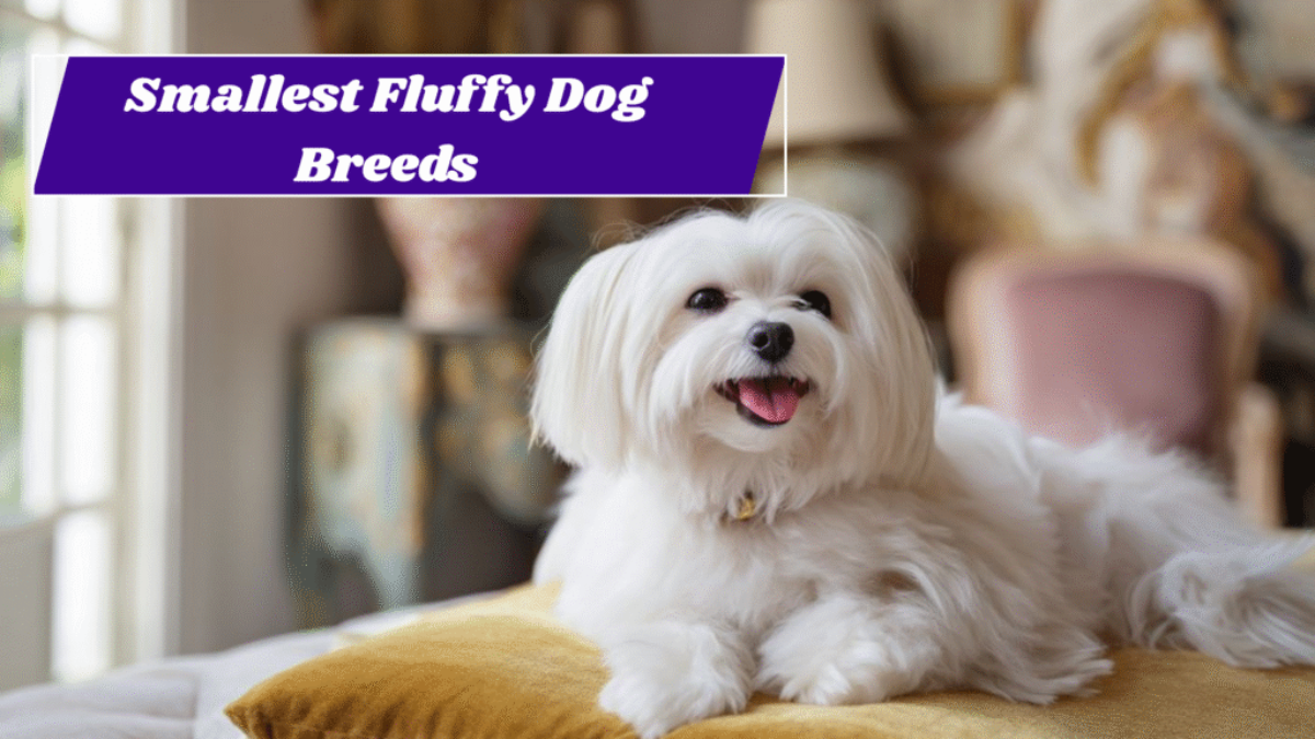 10 Smallest Fluffy Dog Breeds That Stay Tiny Forever