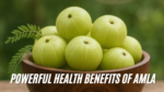 Powerful Health Benefits of Amla for Immunity & Hair Care